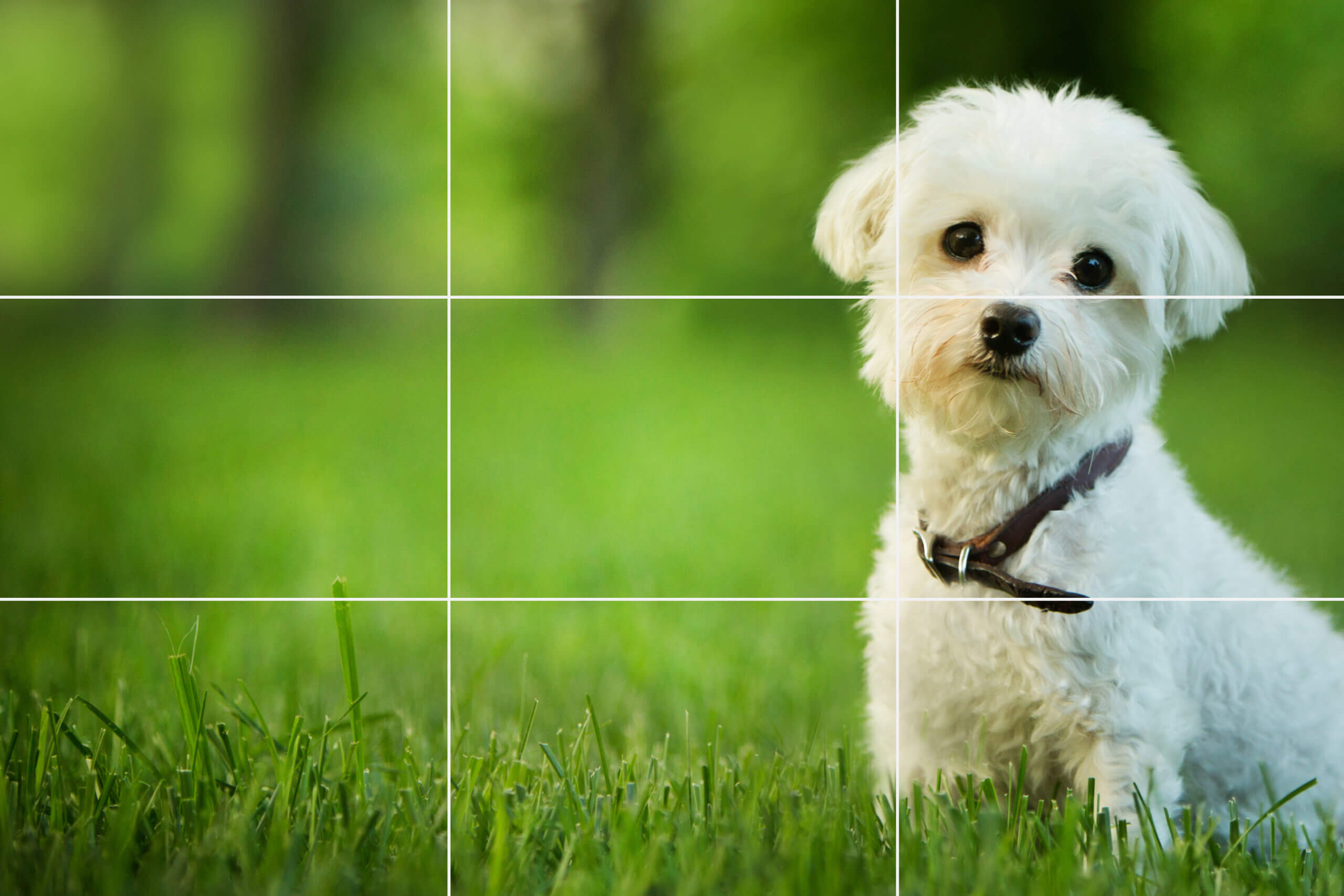 ruleofthirds_137913404